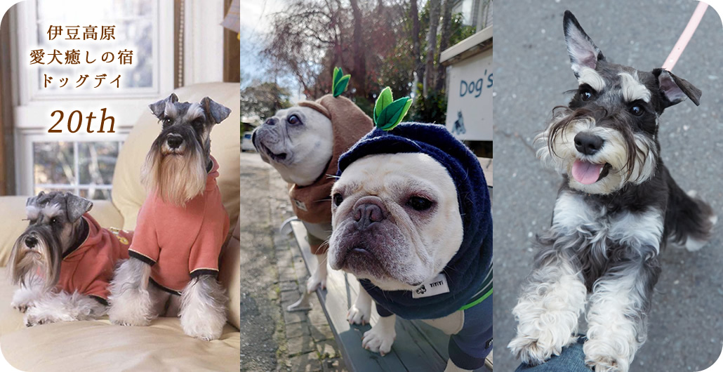 愛犬癒しの宿ドッグデイ:メインビジュアル